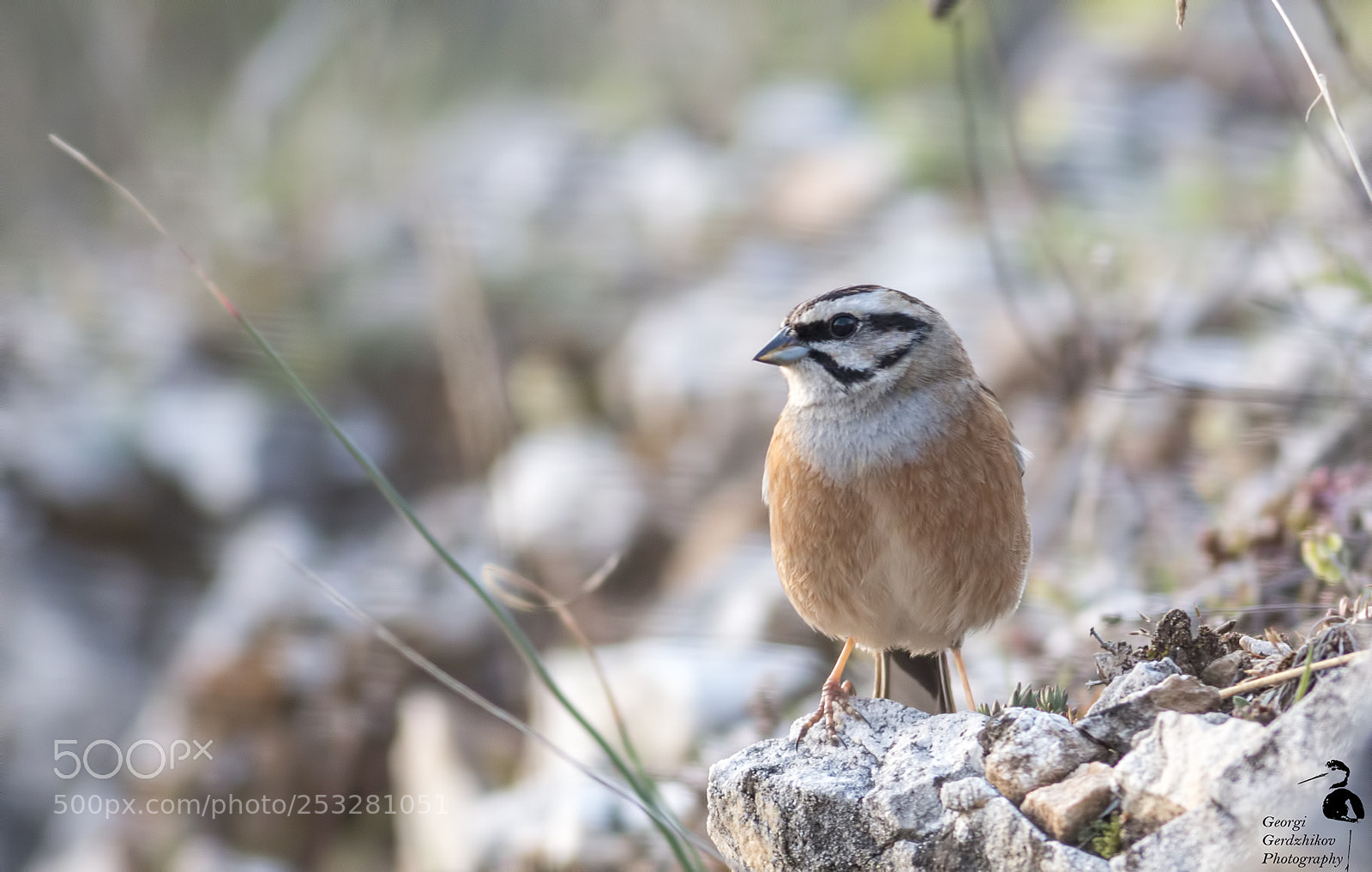 Canon EOS 70D sample photo. Rock bunting photography