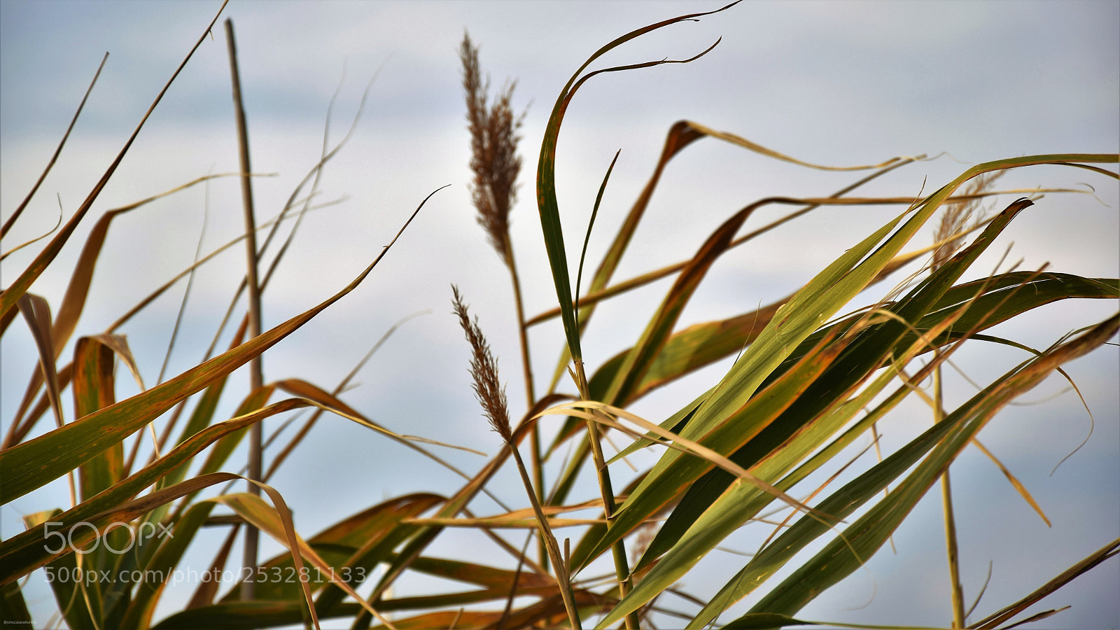 Nikon D3300 sample photo. Wheat.jpg photography