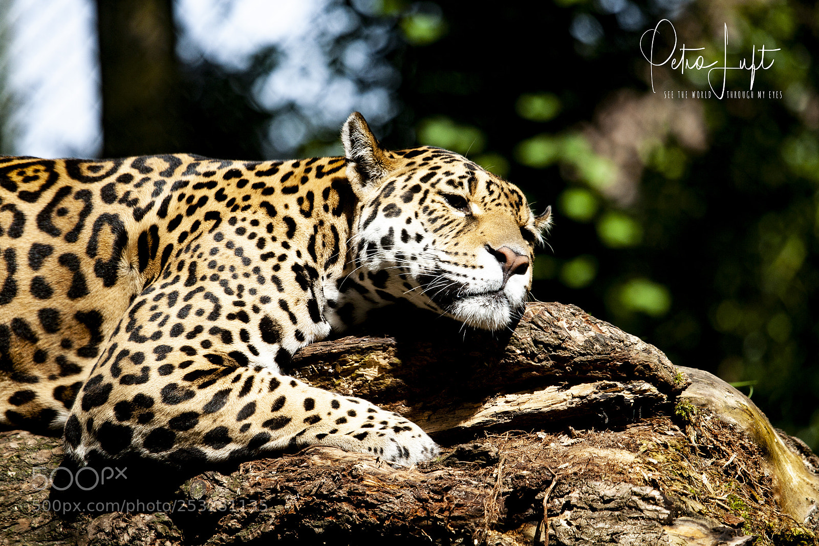 Canon EOS 5D sample photo. Lazy panther photography