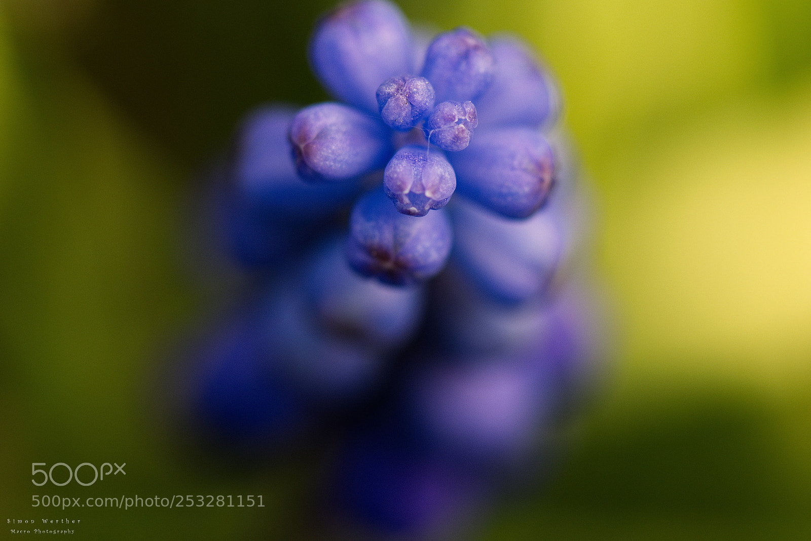 Nikon D5600 sample photo. Muscari photography