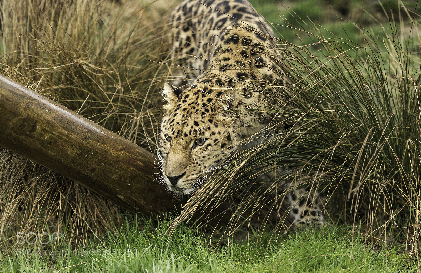 Nikon D5 sample photo. Amur leopard series photography