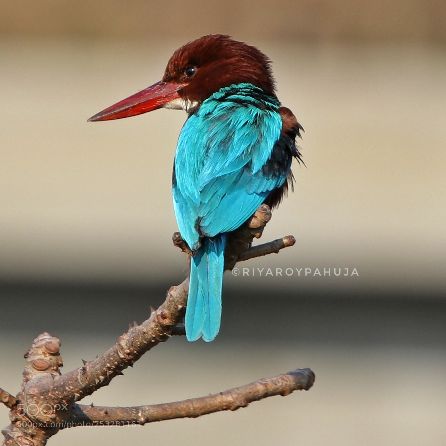 Canon EOS 80D sample photo. White throated kingfisher photography