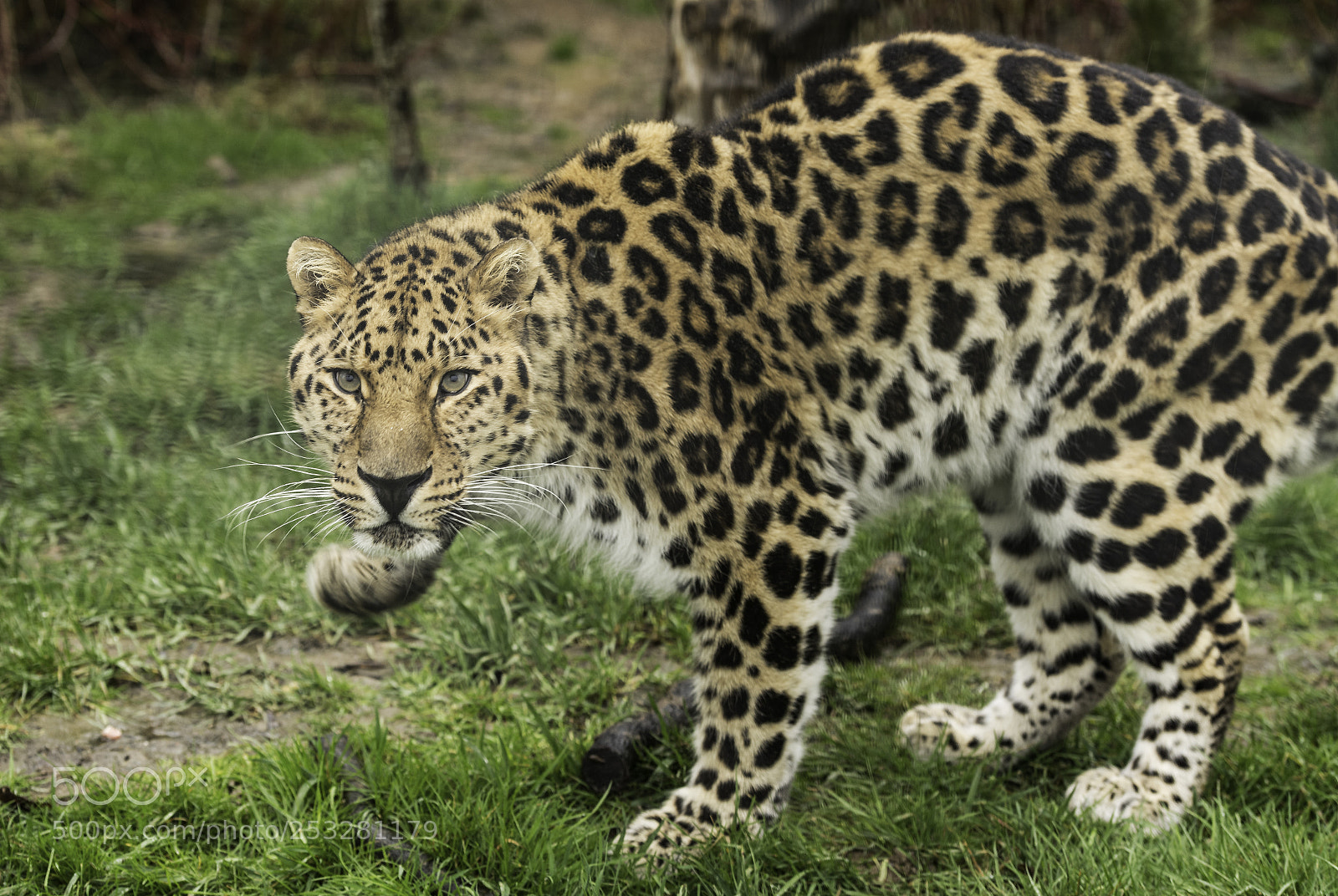 Nikon D5 sample photo. Amur leopard series photography