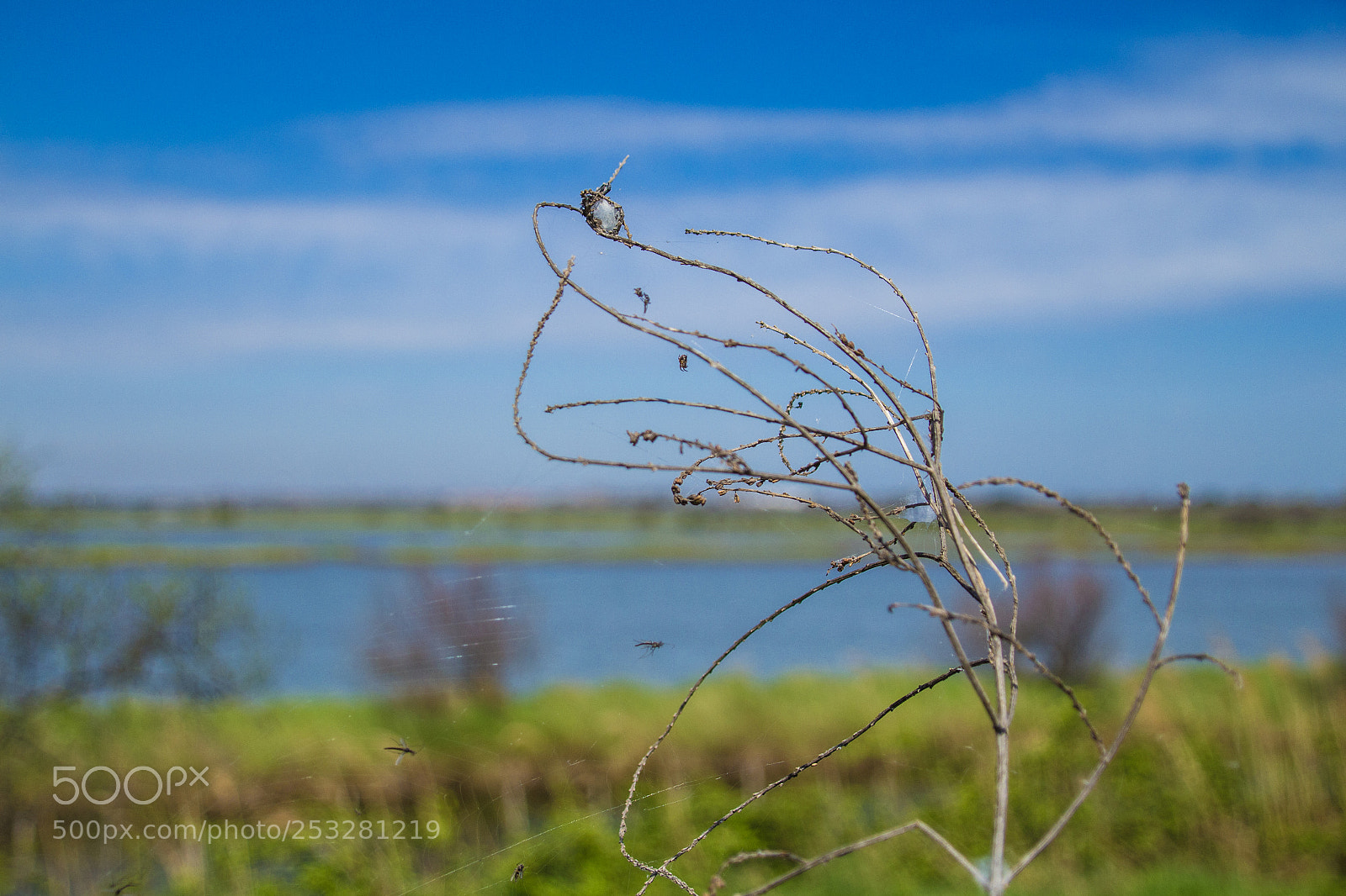 Canon EOS 700D (EOS Rebel T5i / EOS Kiss X7i) sample photo. Unnoticed in the delta photography
