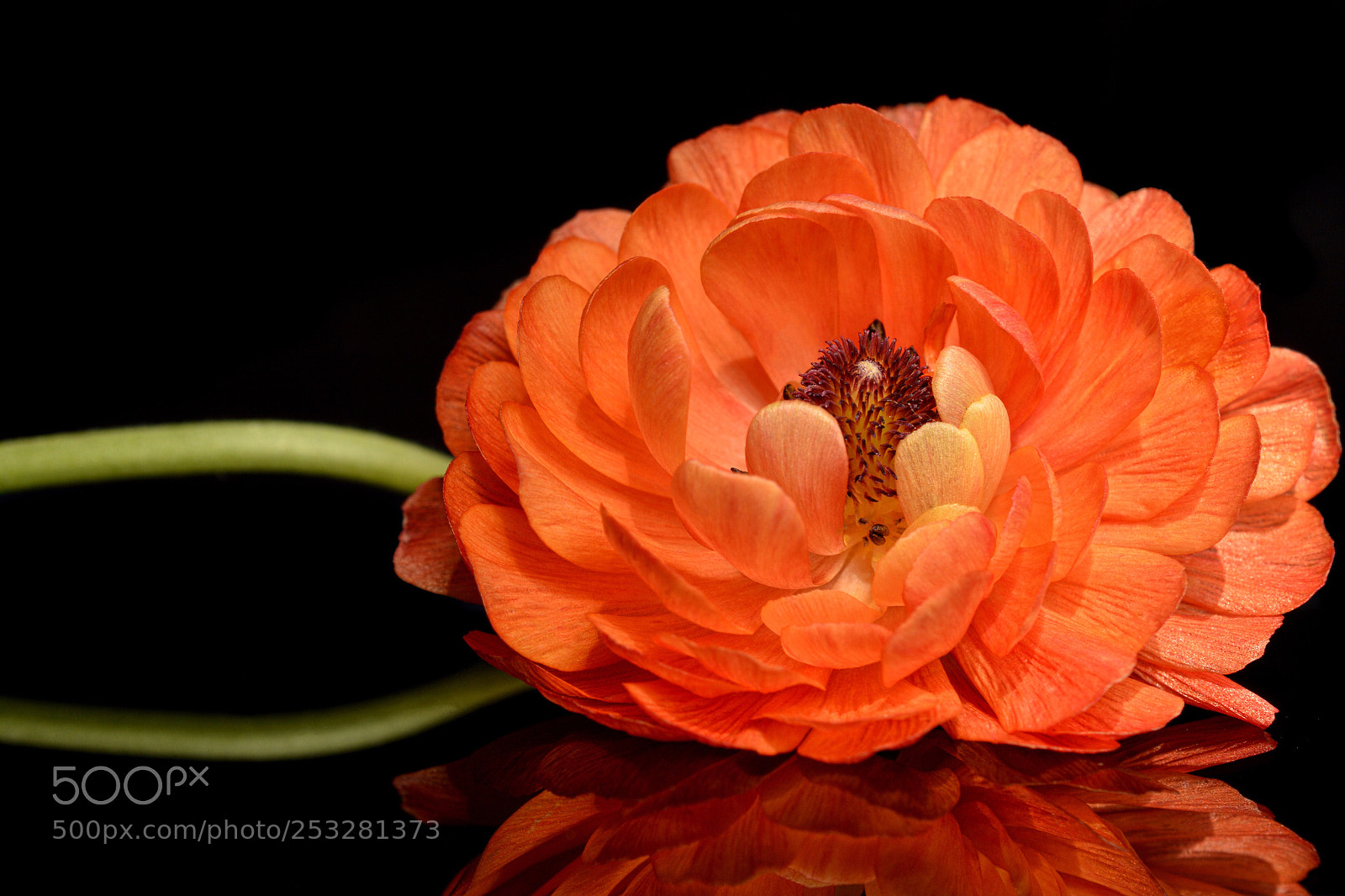 Nikon D7100 sample photo. Brilliance  photography
