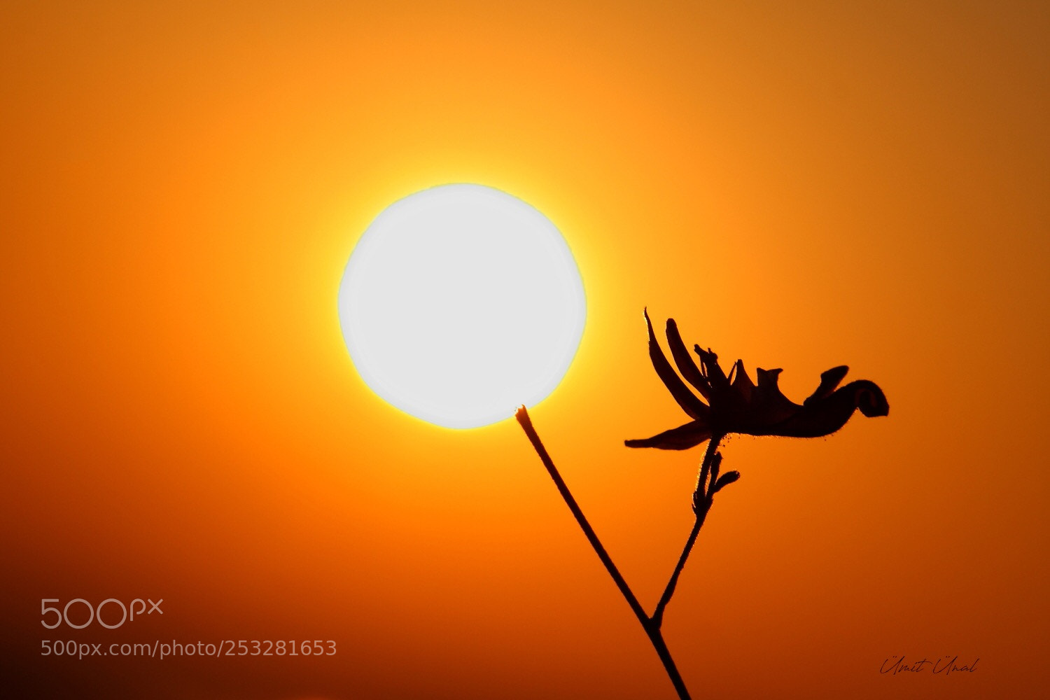 Canon EOS 40D sample photo. Sunflower photography