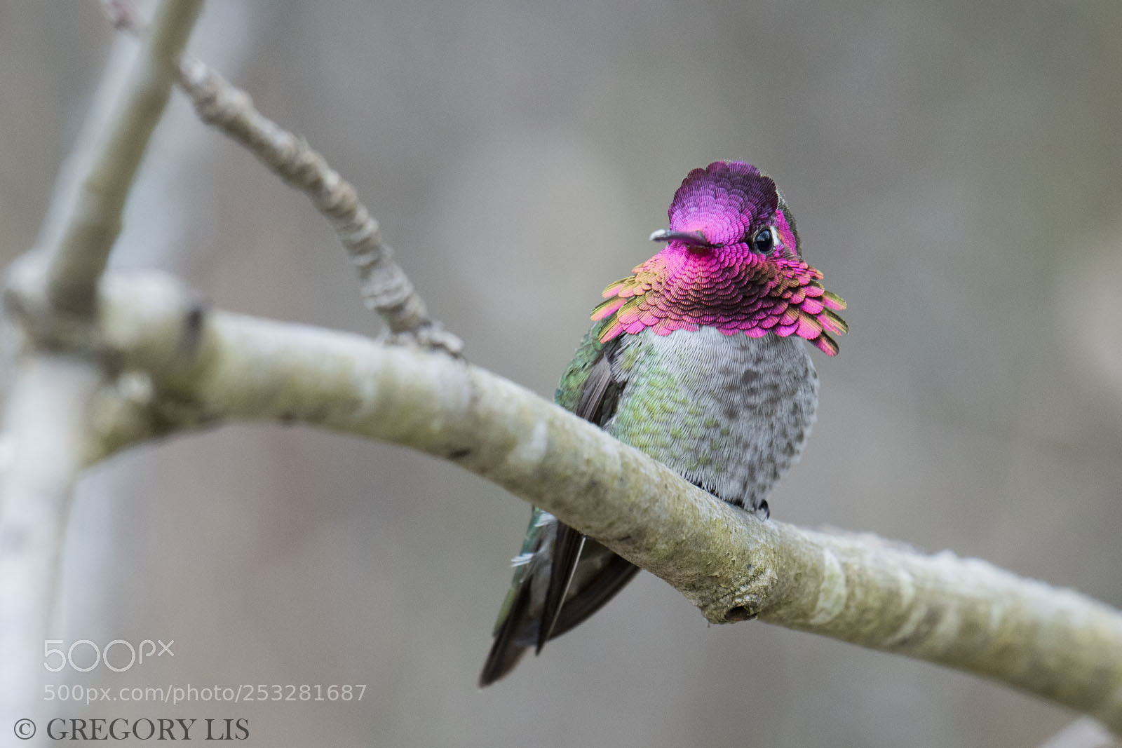 Nikon D810 sample photo. Anna's hummingbird photography