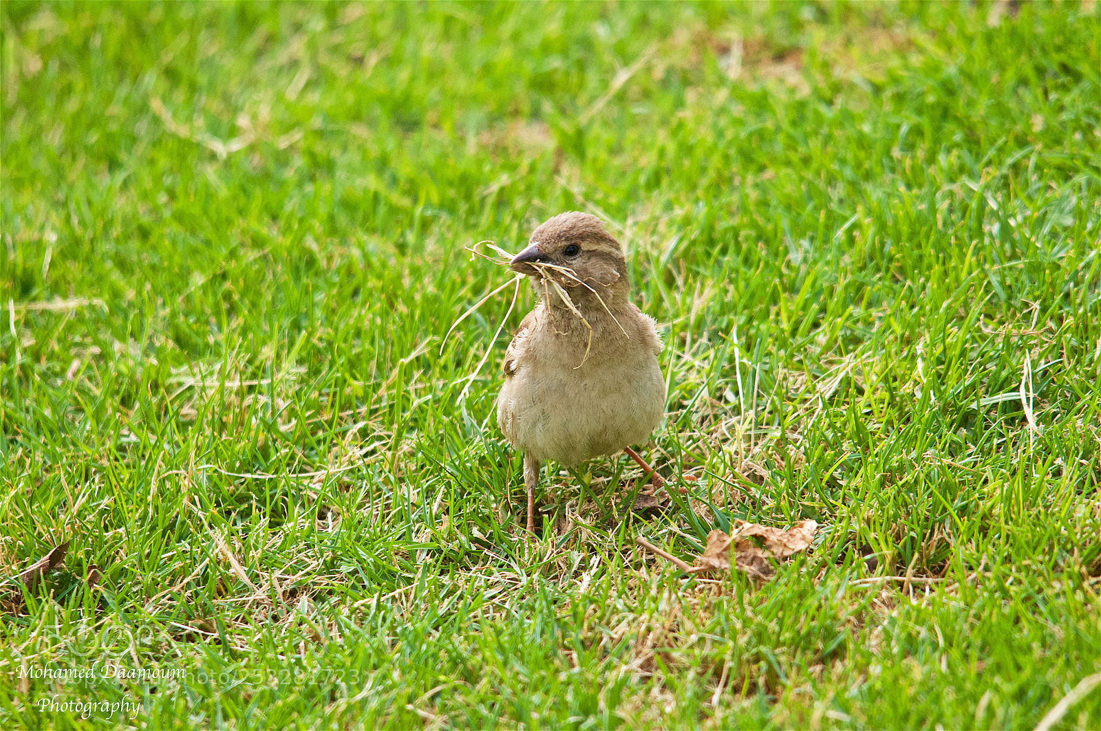 Nikon D300 sample photo. Nest preparation photography