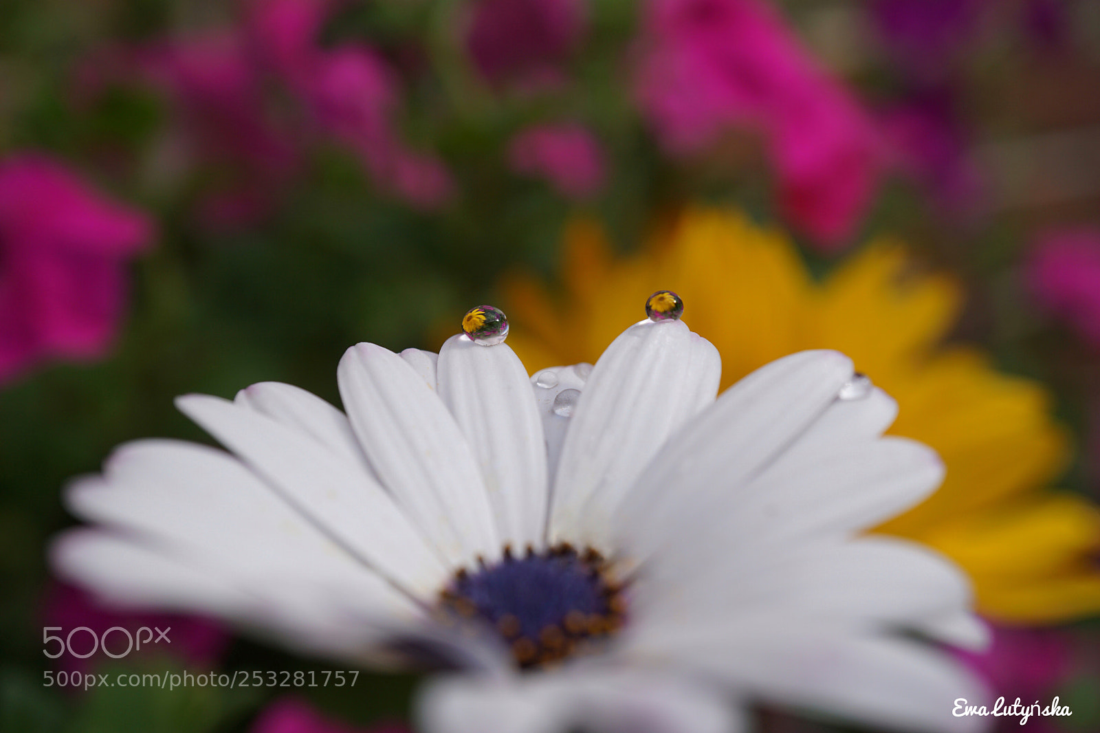 Sony a6000 sample photo. Daisy with droplets  photography