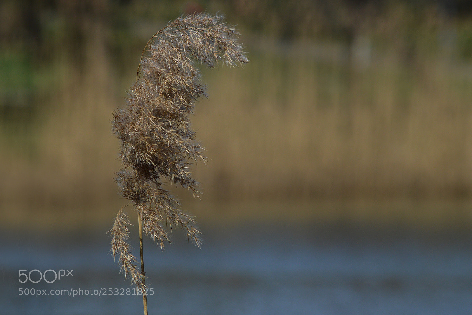 Nikon D3200 sample photo. Reed photography