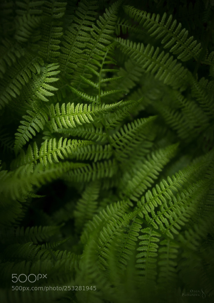 Nikon D800 sample photo. Hidden in the shadows photography