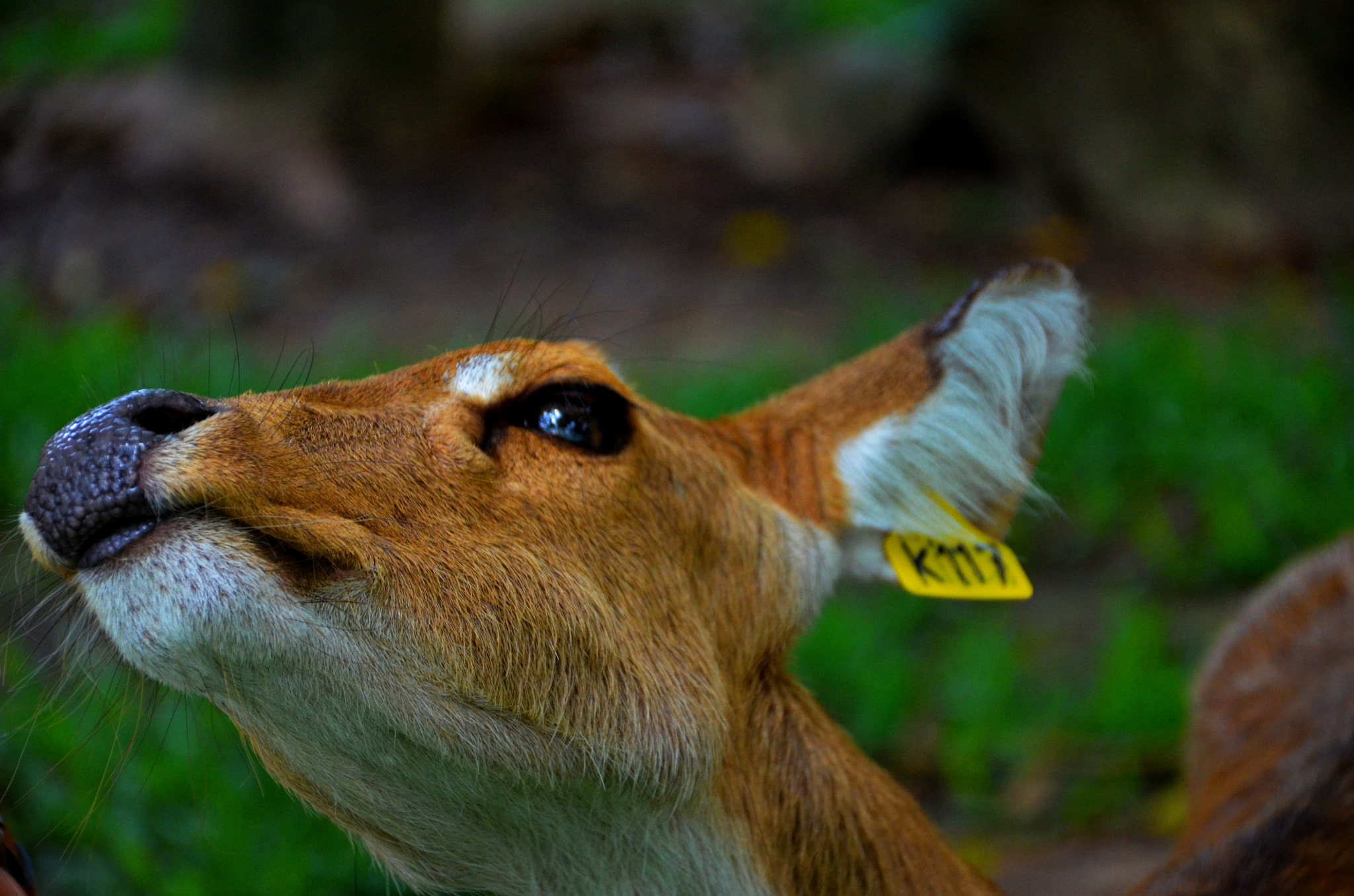 Nikon D7000 sample photo. Deer photography