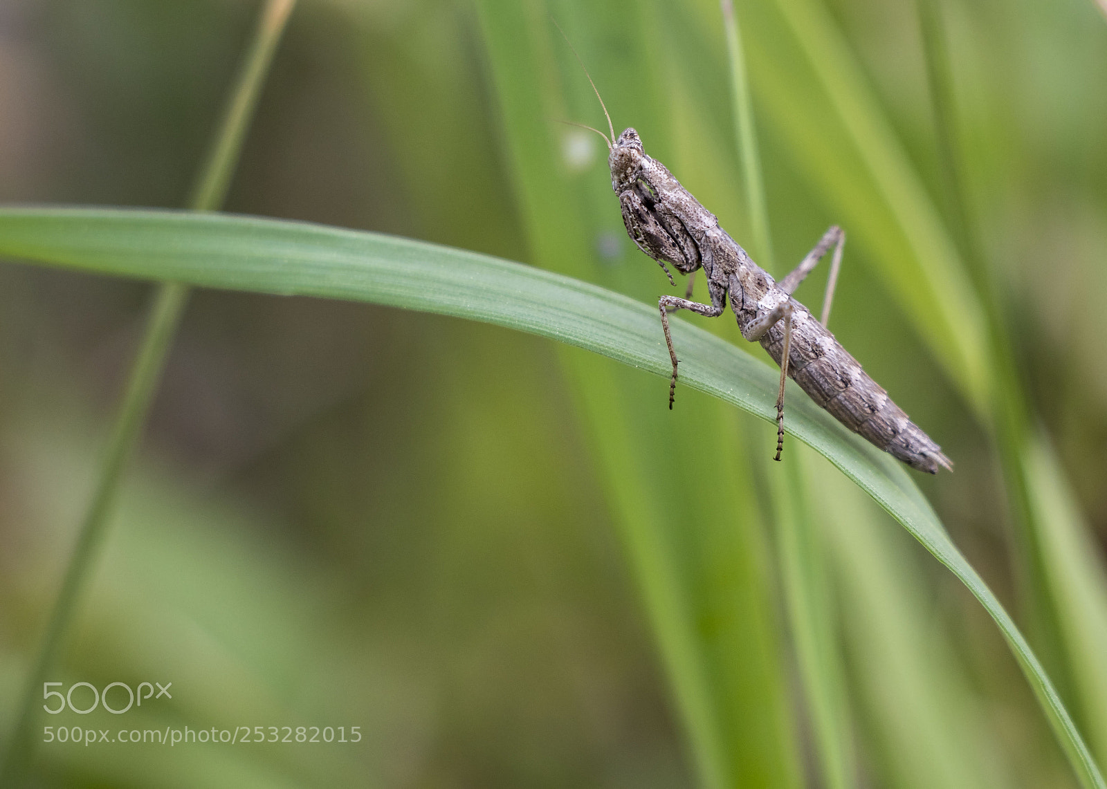 Canon EOS 77D (EOS 9000D / EOS 770D) sample photo. Nature photography