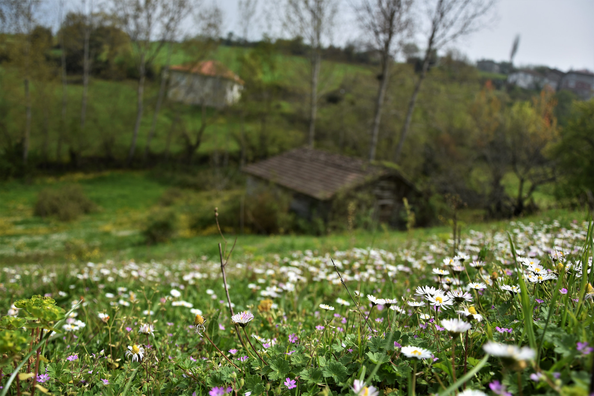 Nikon D5500 sample photo. Cottage photography