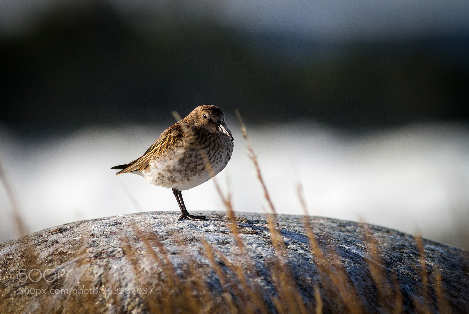 Canon EOS 7D sample photo. Dunlin photography