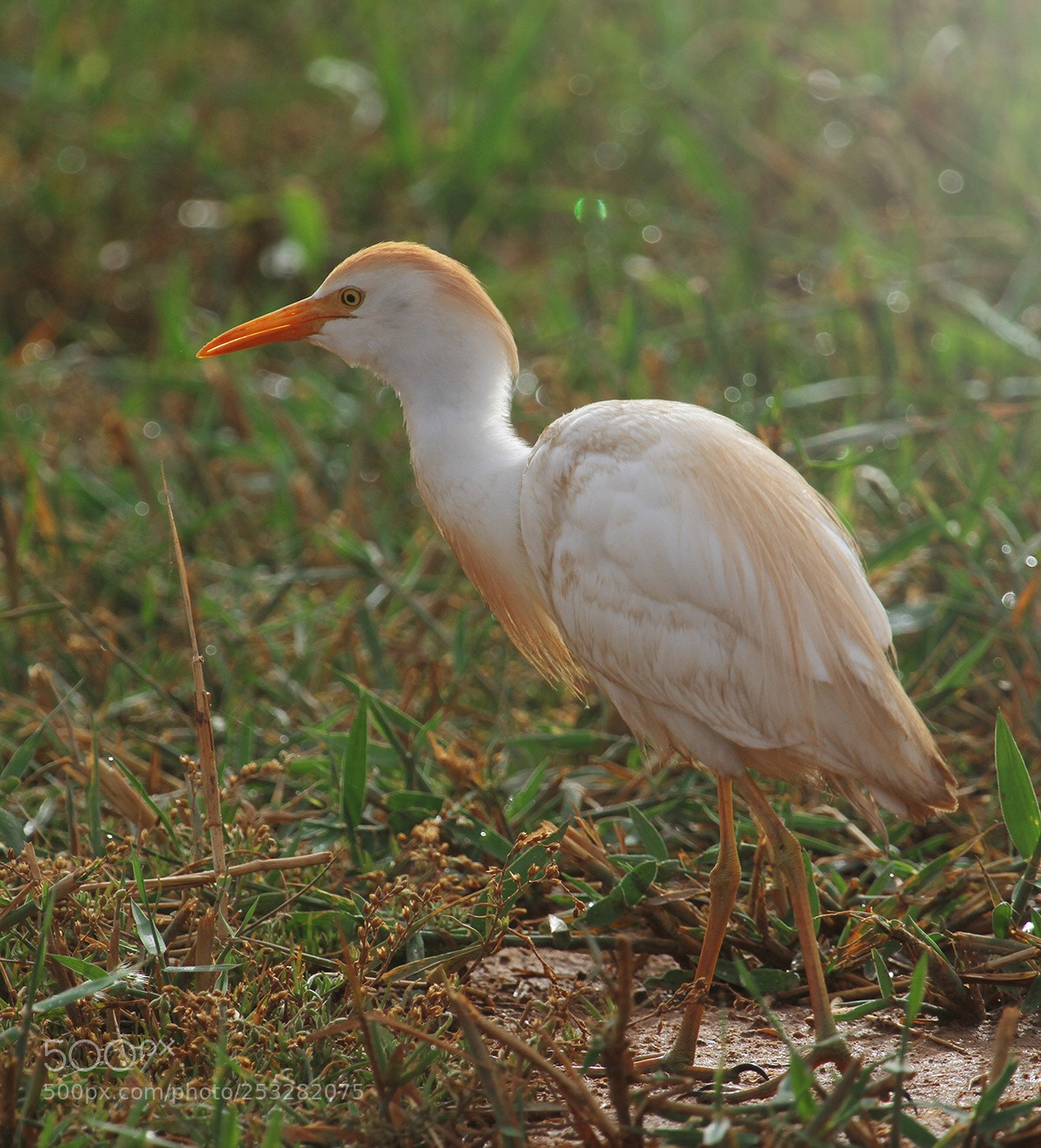 Canon EOS 7D sample photo. Untitled photography