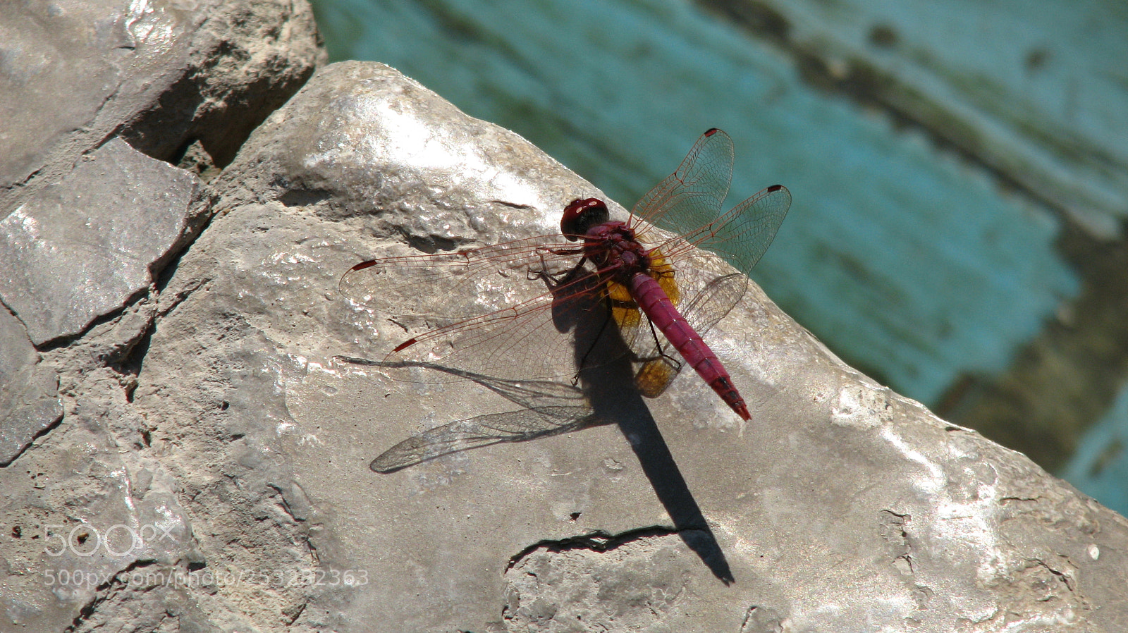 Canon POWERSHOT S5 IS sample photo. Dragonfly photography