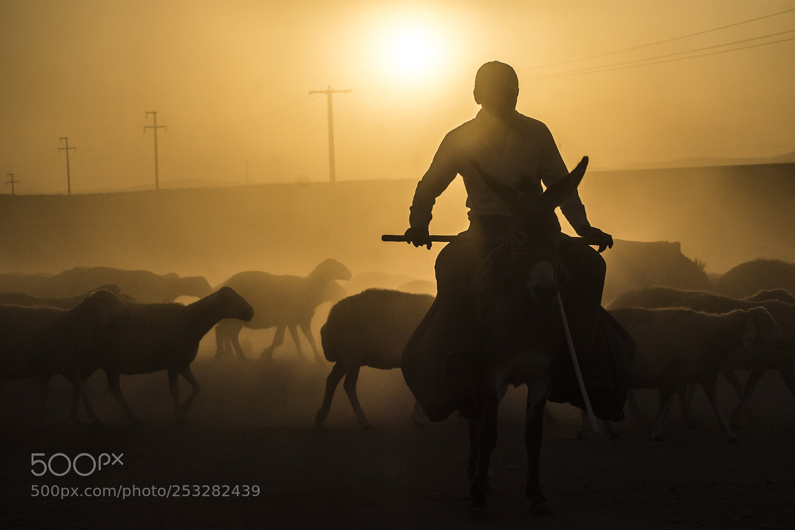 Nikon D7200 sample photo. Shepherd in the evening photography