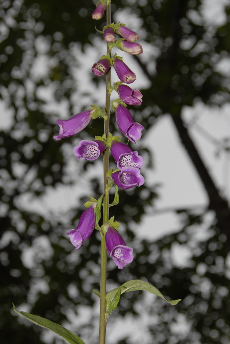 Nikon D200 sample photo. 野花 photography