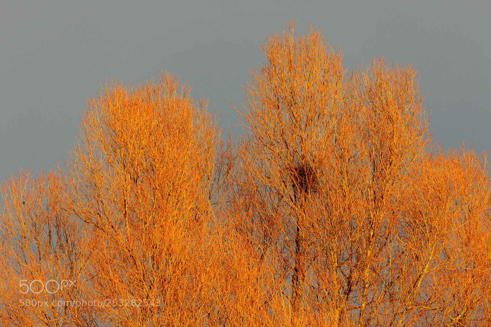 Canon EOS 5D Mark II sample photo. Trees in fire photography