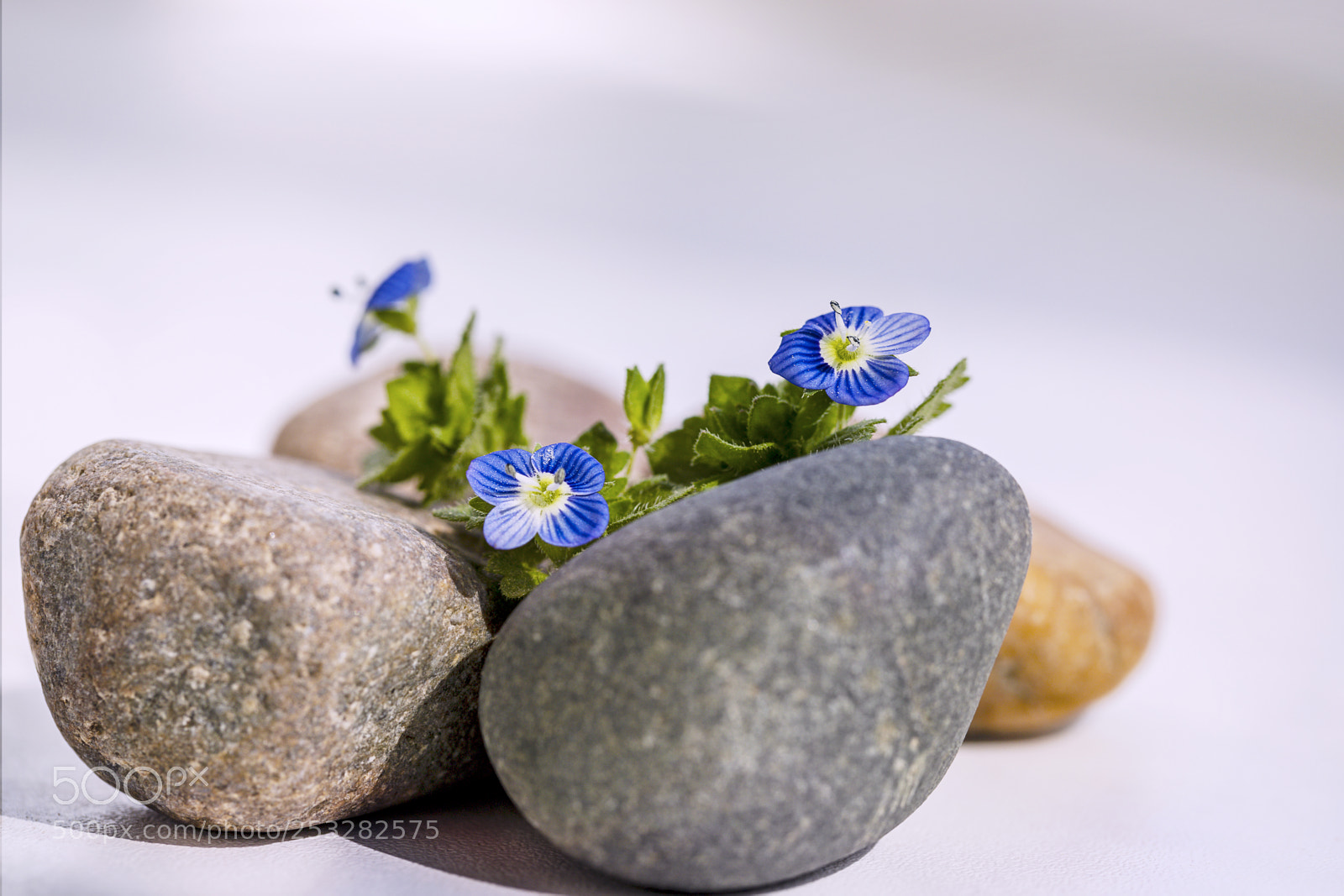 Canon EOS 6D Mark II sample photo. Flowering photography