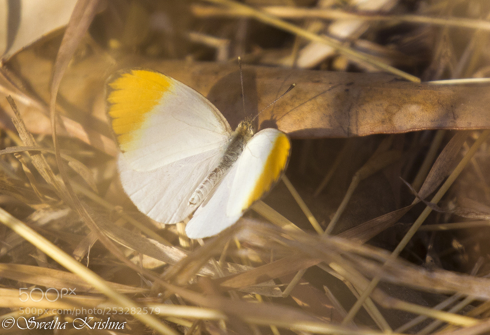 Canon EOS 5D Mark IV sample photo. Colotis danae, the crimson photography
