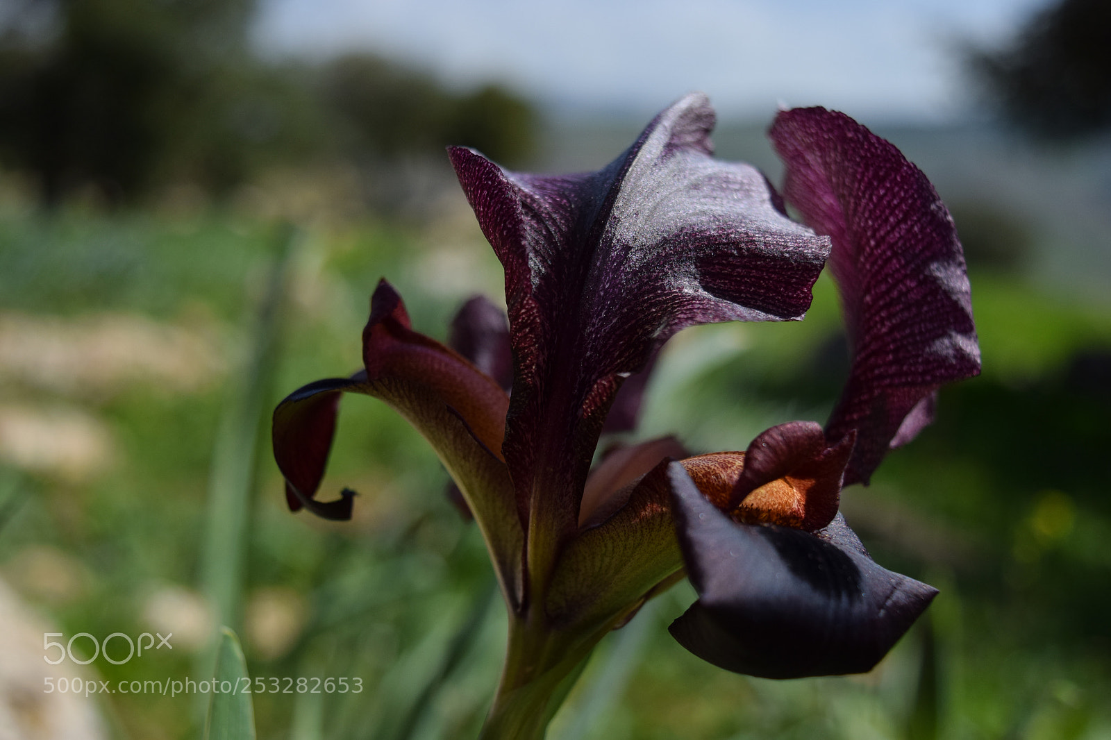 Nikon D3300 sample photo. Black iris photography