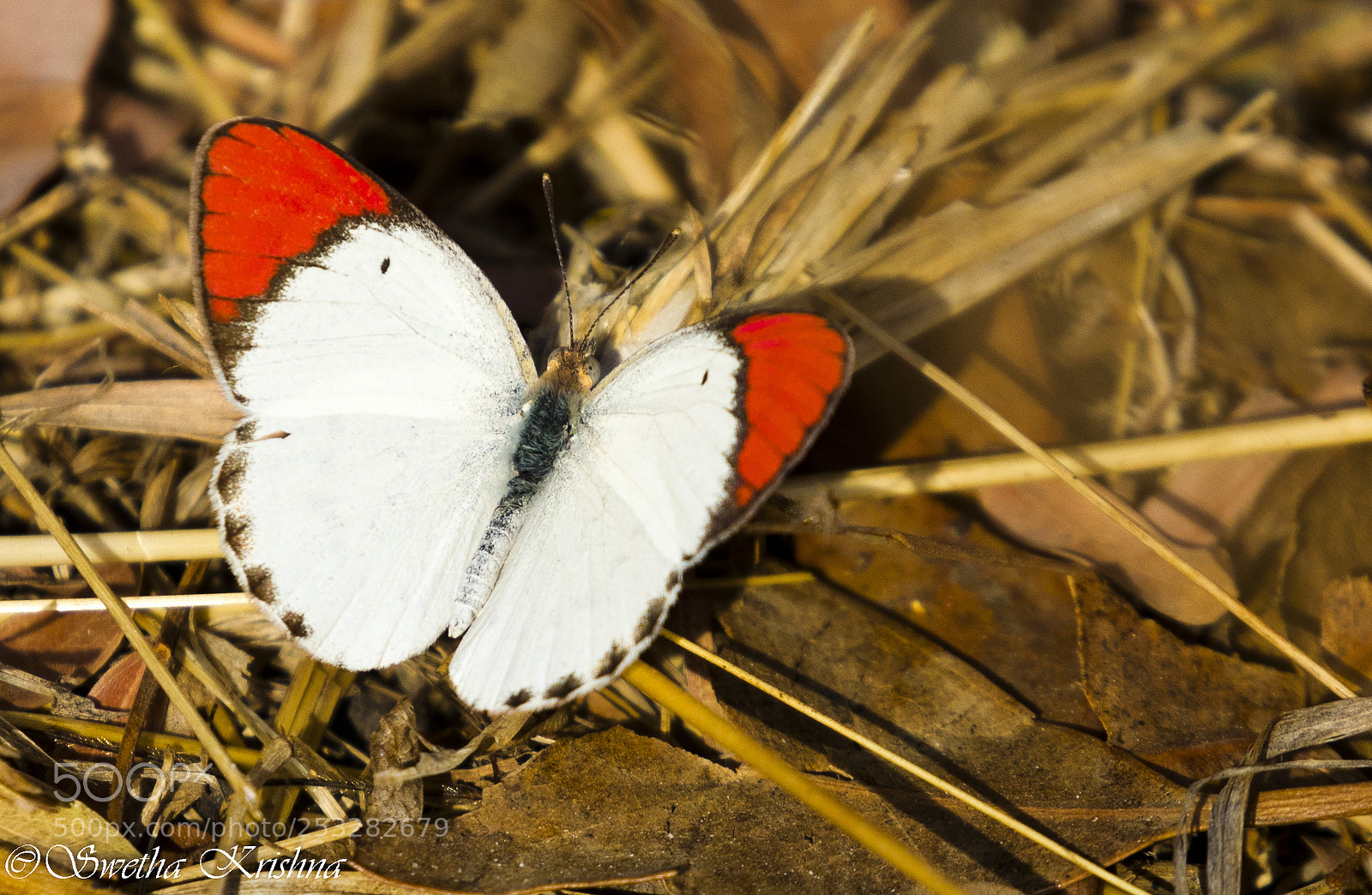 Canon EOS 5D Mark IV sample photo. Colotis danae, the crimson photography