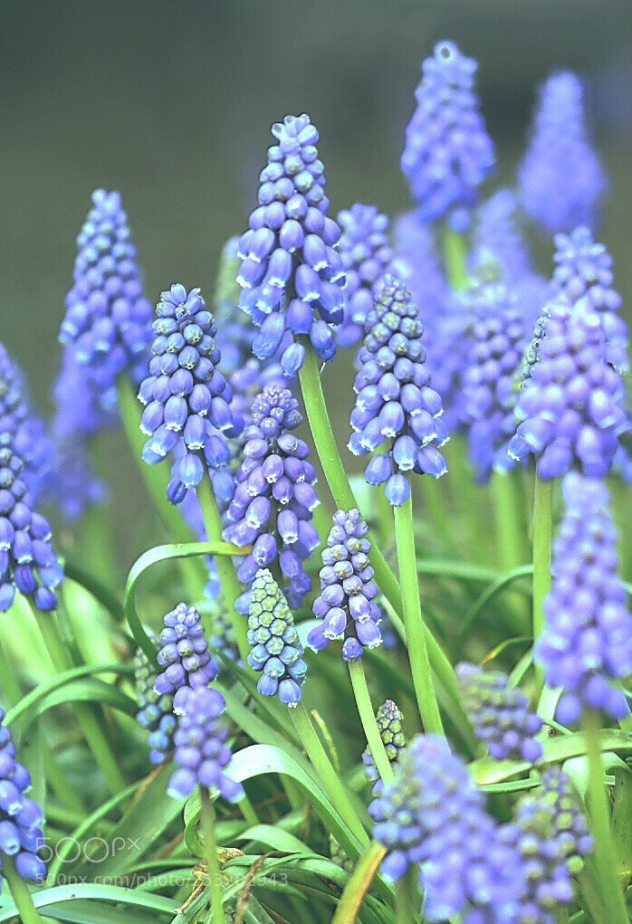 Nikon D5600 sample photo. Hyacinth photography