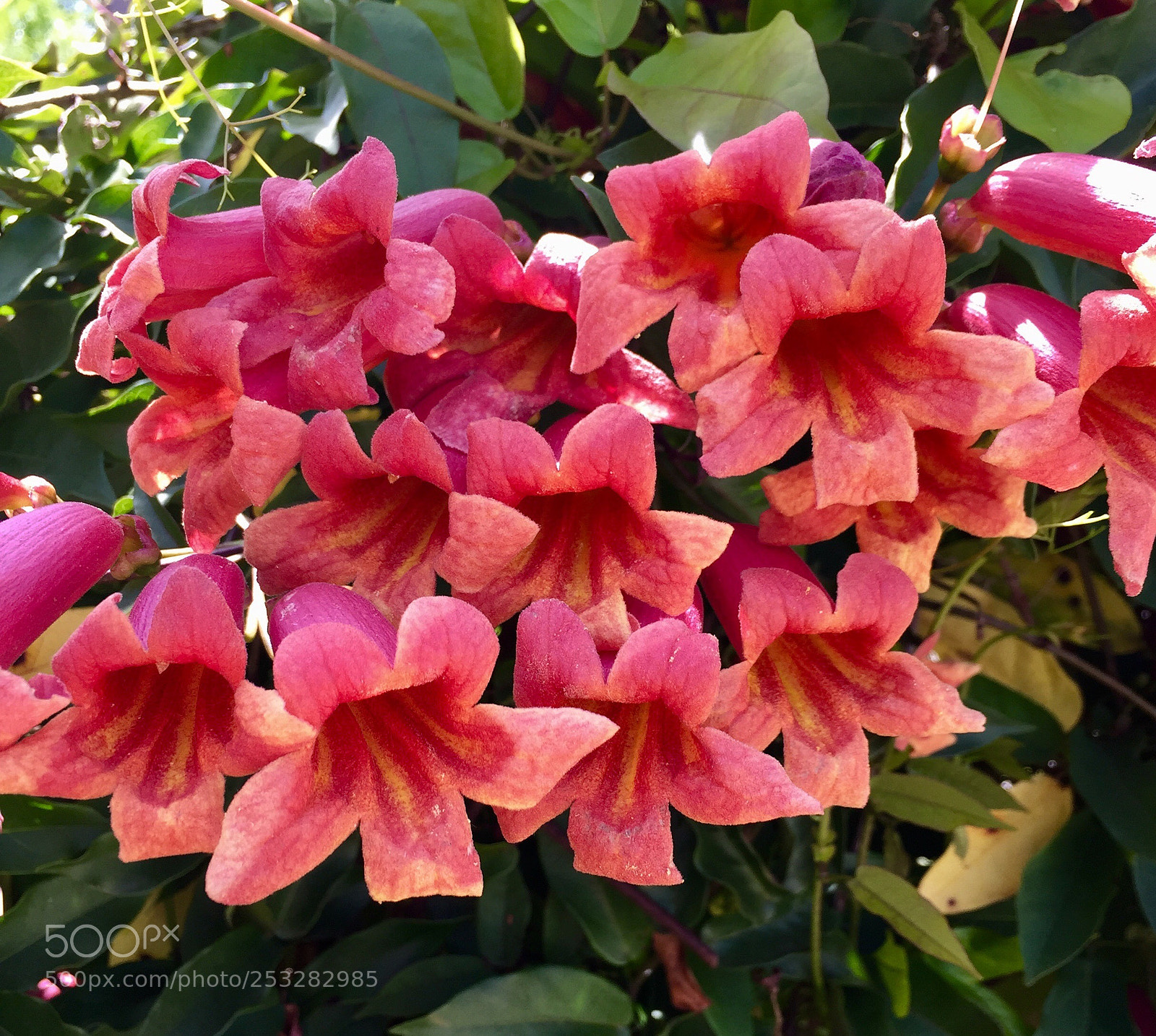 Apple iPhone 6 Plus sample photo. Campsis radicans, fredericksburg  photography