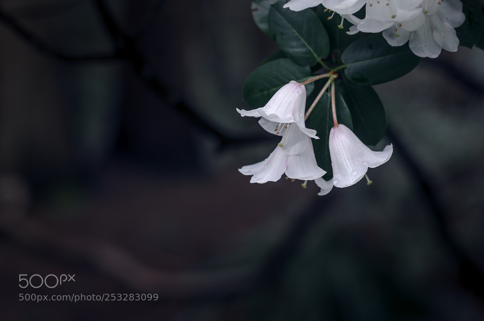 Nikon D7000 sample photo. Noctiflora photography