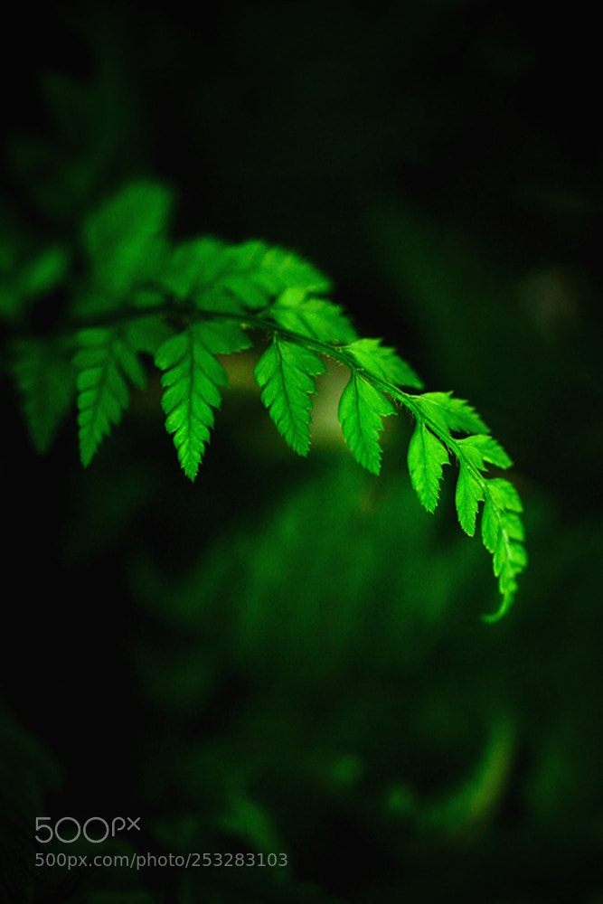 Canon EOS 7D sample photo. La beaut de la photography