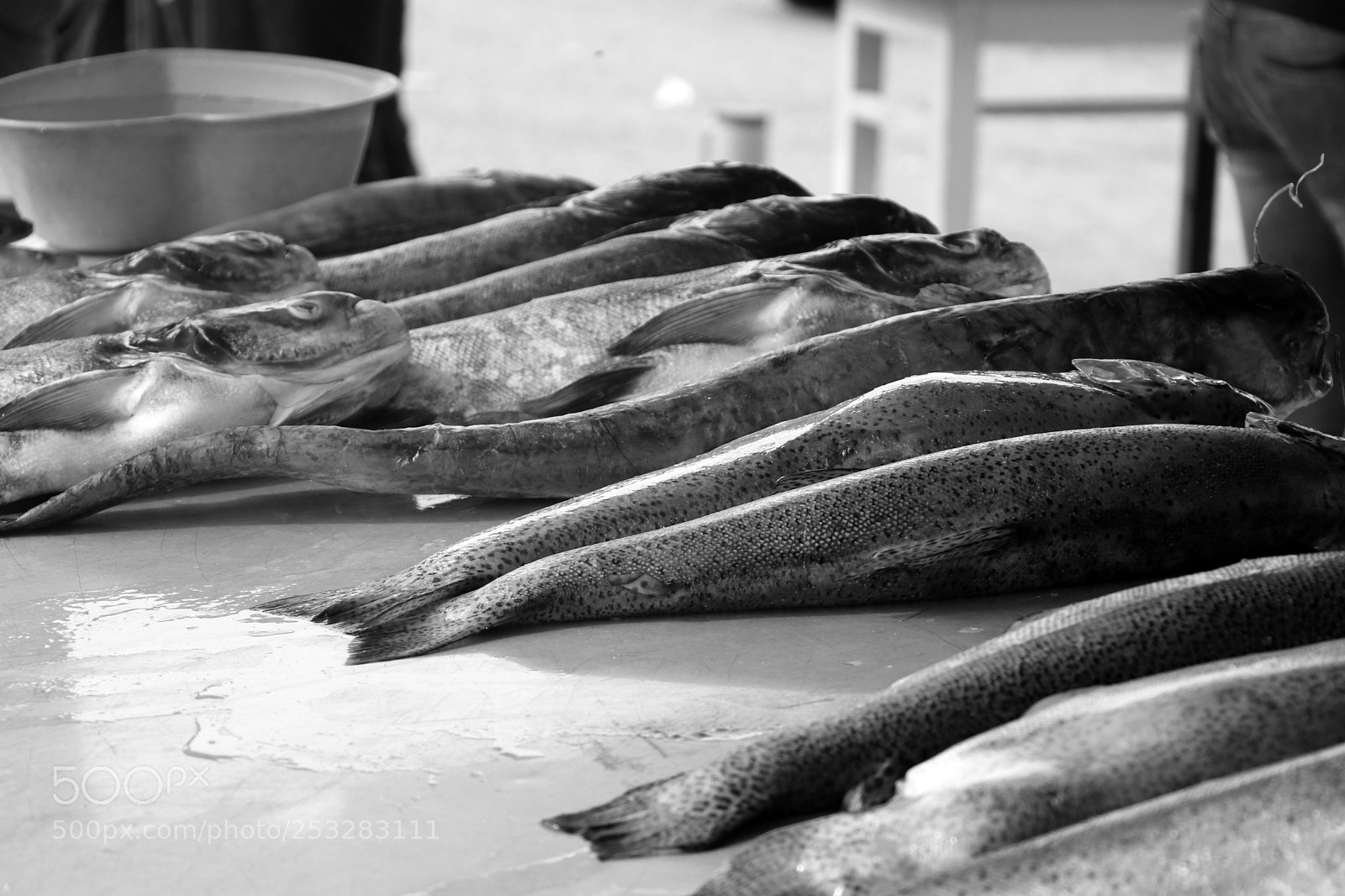 Canon EOS 80D sample photo. Dead fishes photography