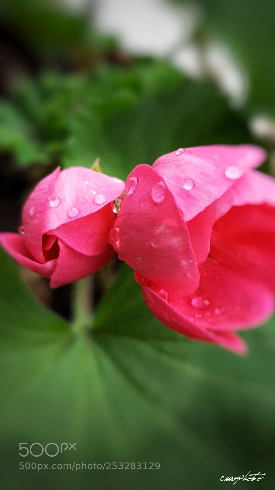 Samsung Galaxy S6 sample photo. Delicate photography