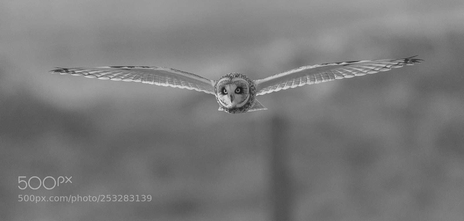 Canon EOS-1D X Mark II sample photo. Hunting short-eared owl b photography