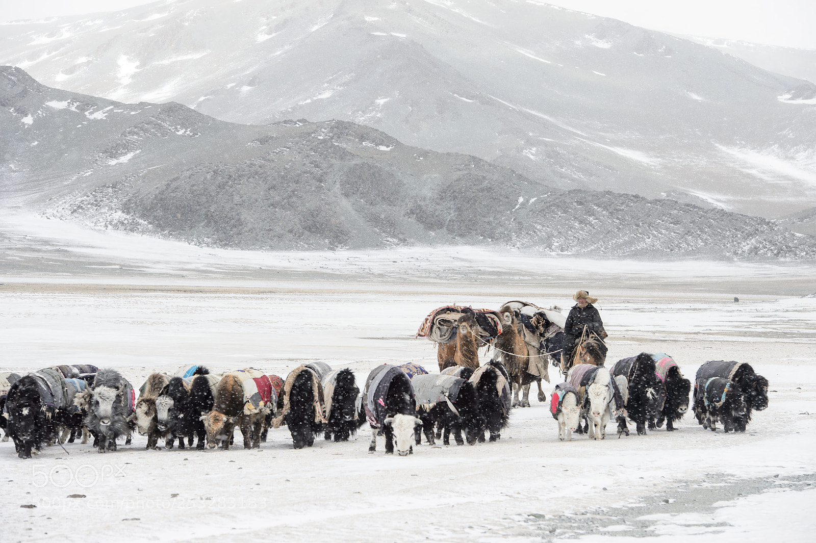 Nikon D4 sample photo. Nomadic migration photography