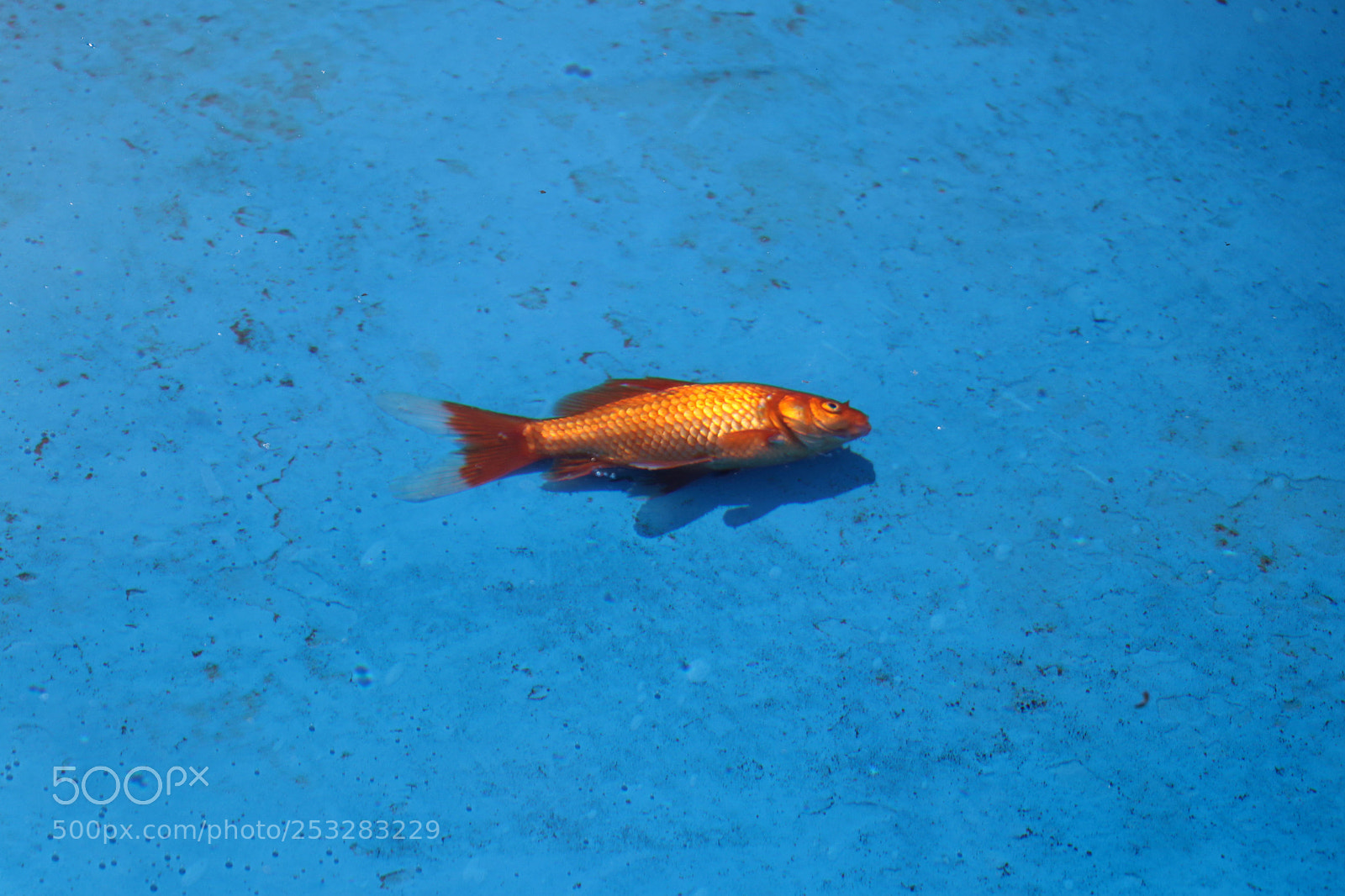 Canon EOS 80D sample photo. Dead fish in the photography