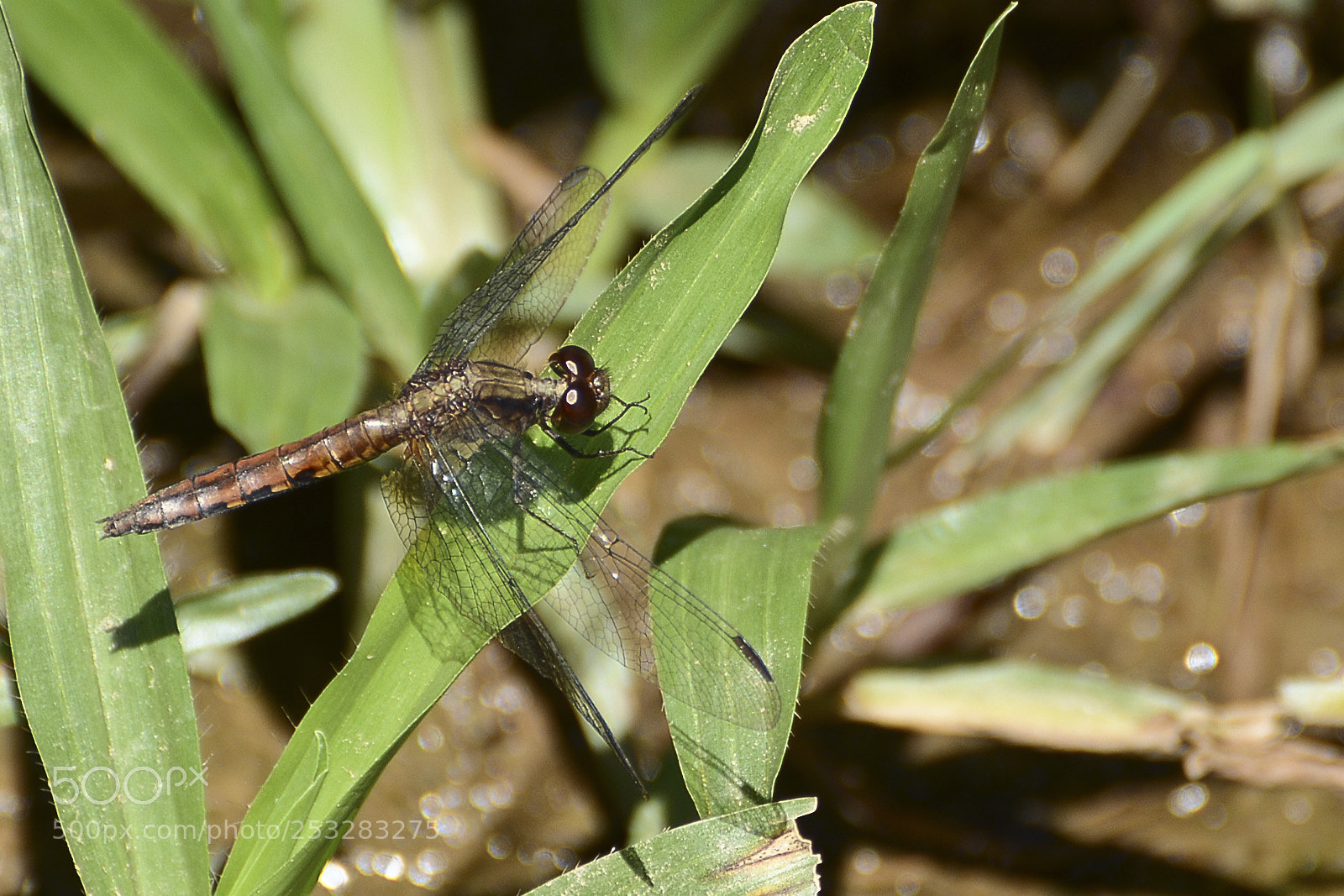 Nikon D7100 sample photo. Pequenos seres da natureza. photography