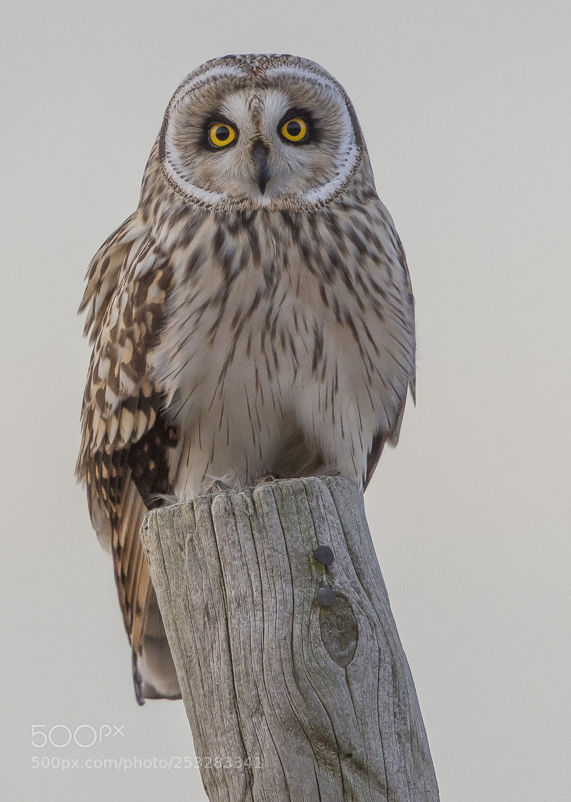 Canon EOS-1D X Mark II sample photo. Short-eared owl  portrait photography