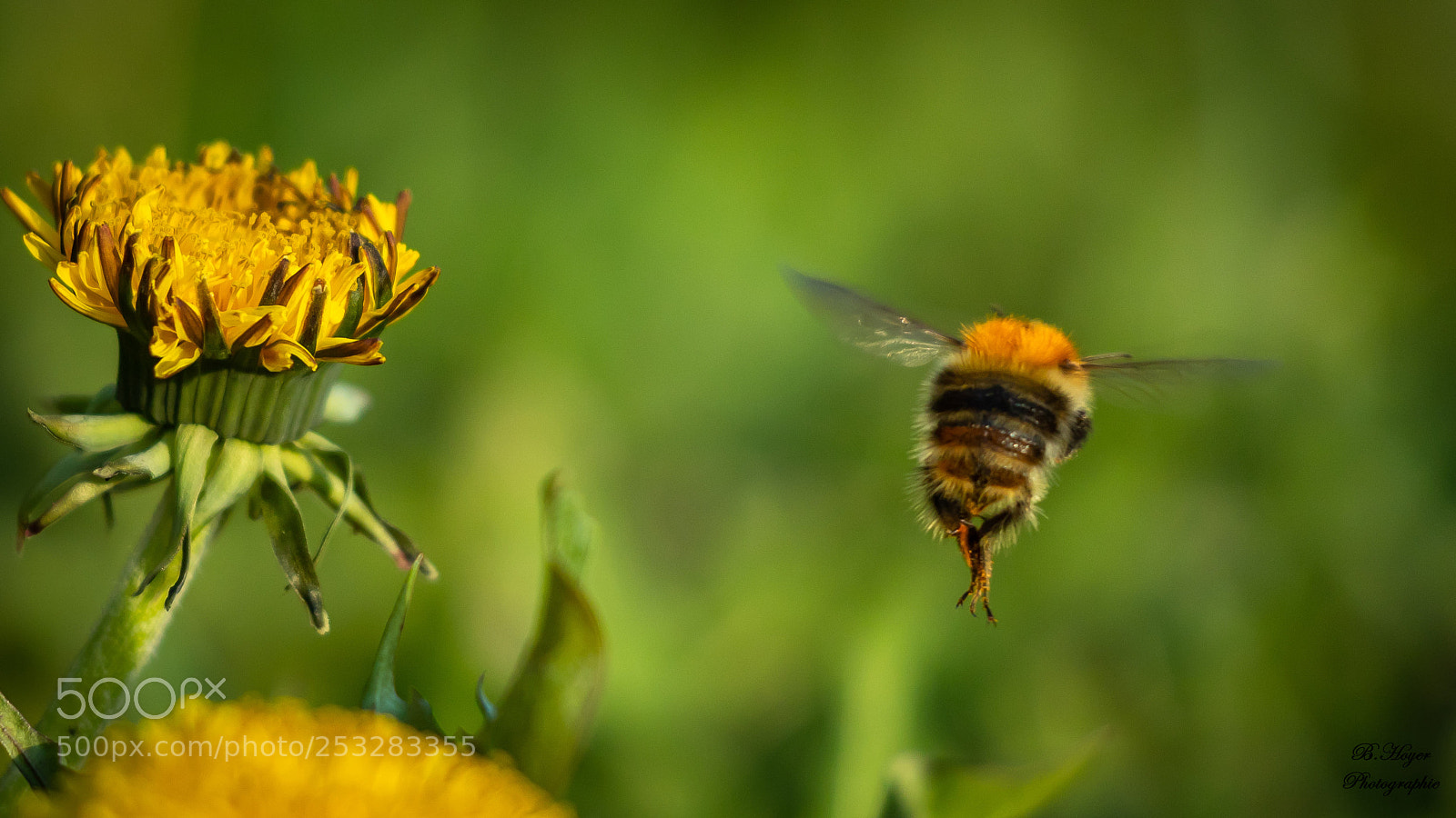 Canon EOS 6D Mark II sample photo. Honey bee fly away photography