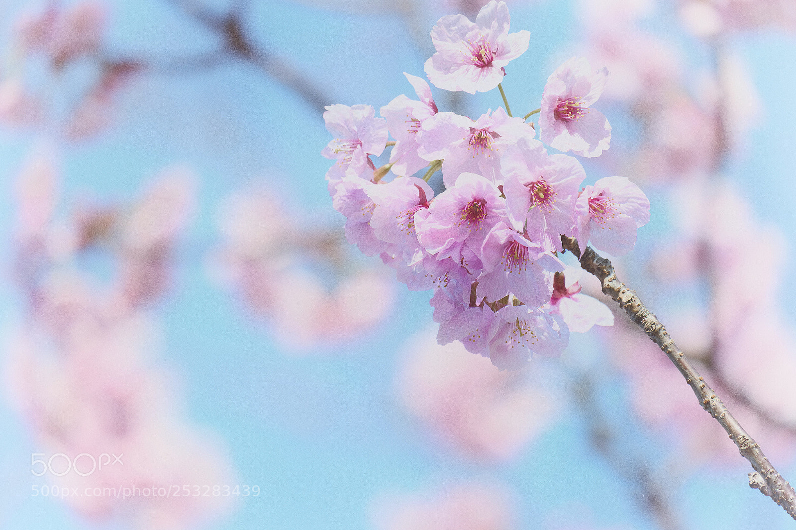 Fujifilm X-A1 sample photo. Cherry blossoms photography