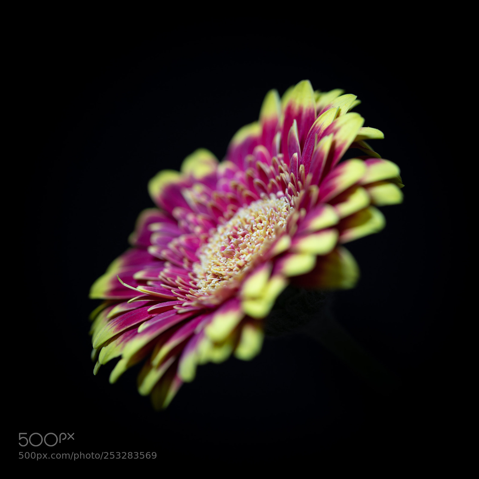 Canon EOS 6D Mark II sample photo. Flower photography