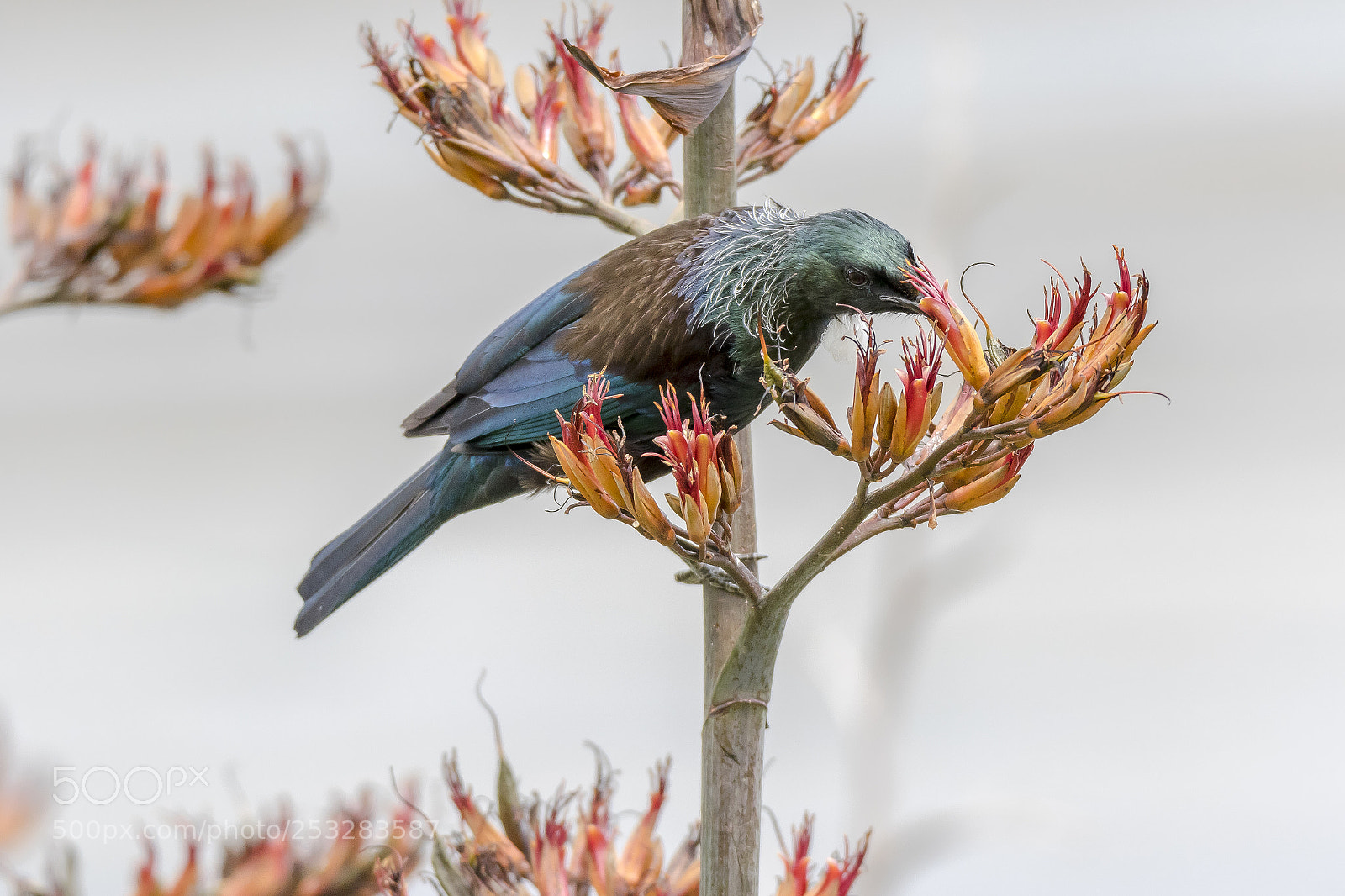 Canon EOS 7D Mark II sample photo. New zealand native tui photography