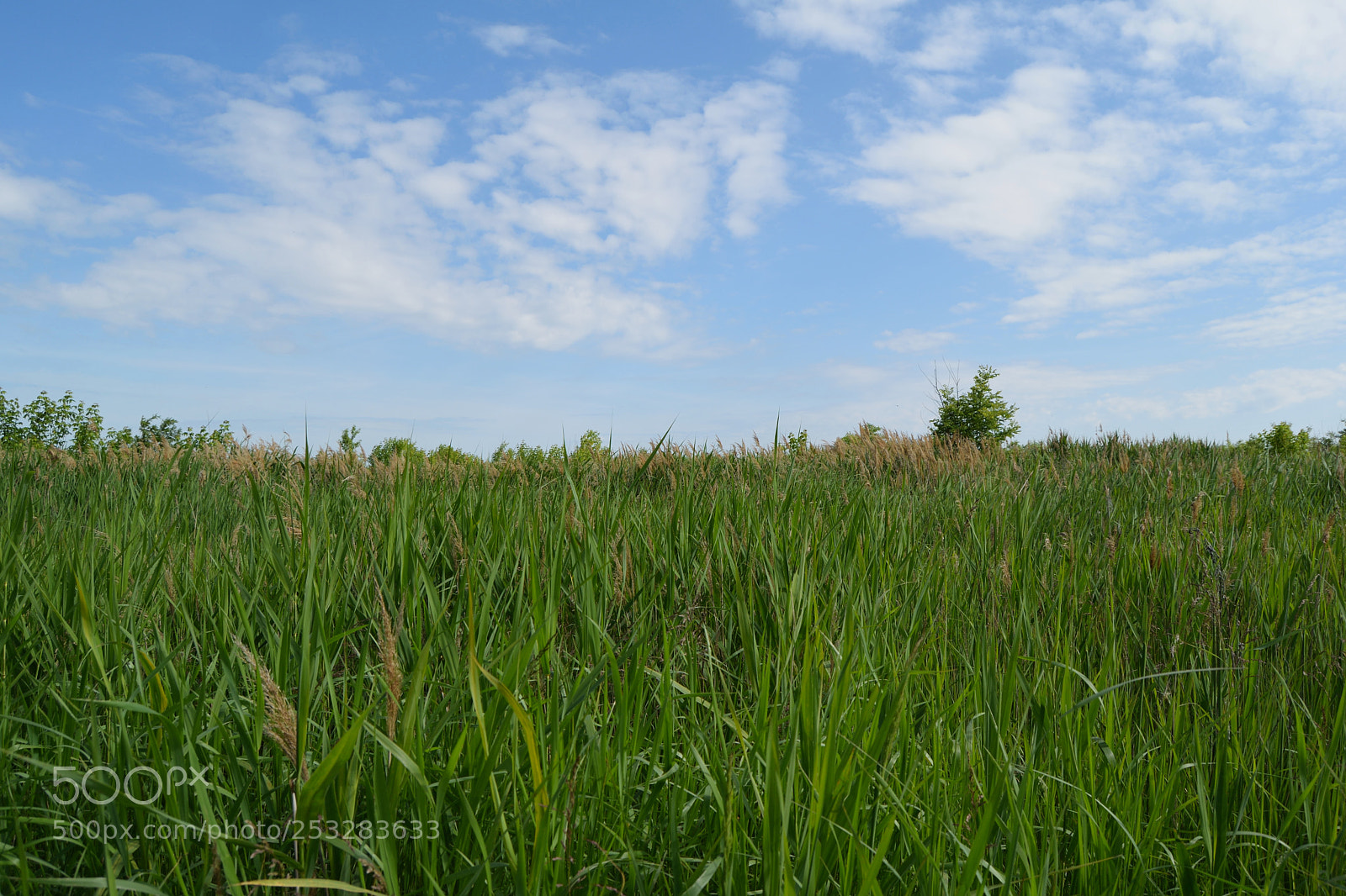 Nikon D3300 sample photo. Blue green summer photography
