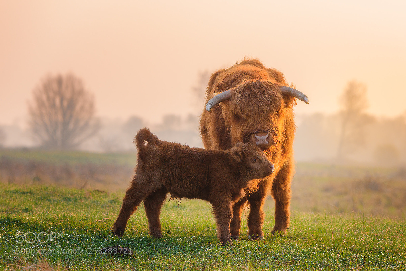 Nikon D810 sample photo. Mother love photography