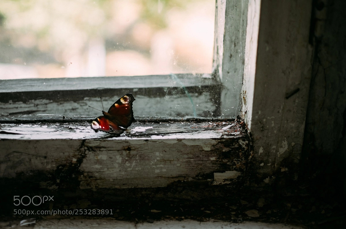 Nikon D5100 sample photo. Untitled photography