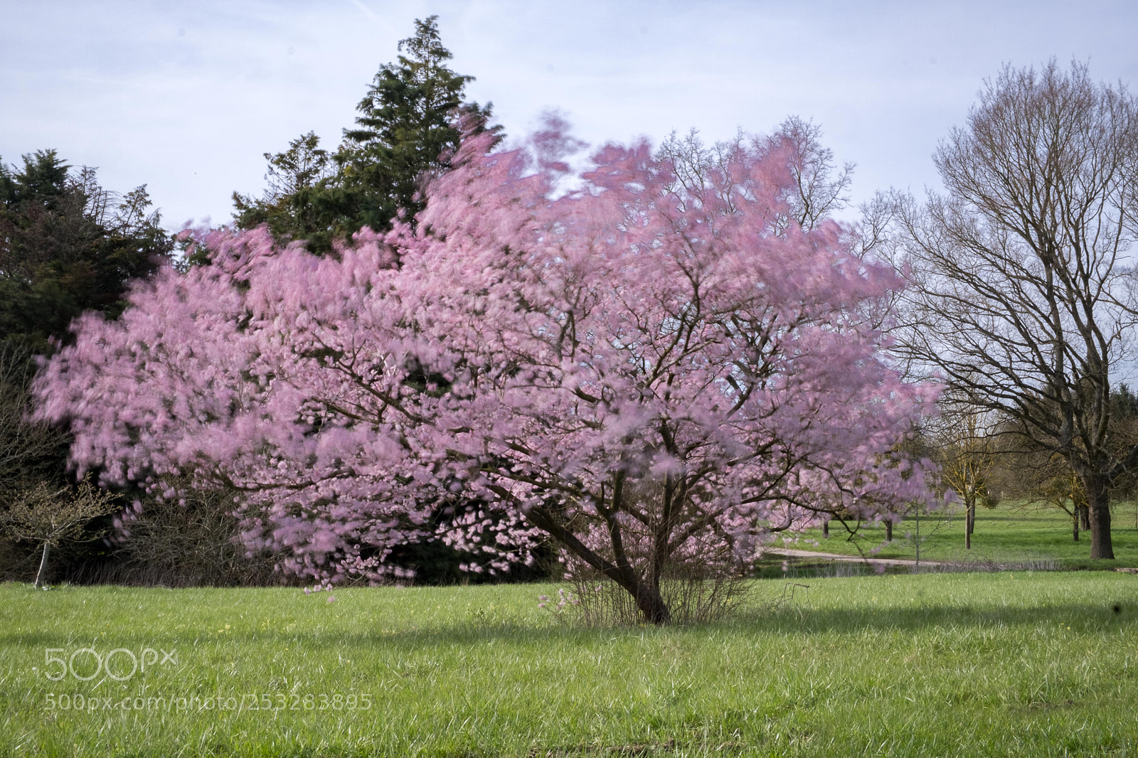 Fujifilm X-T20 sample photo. Pink photography