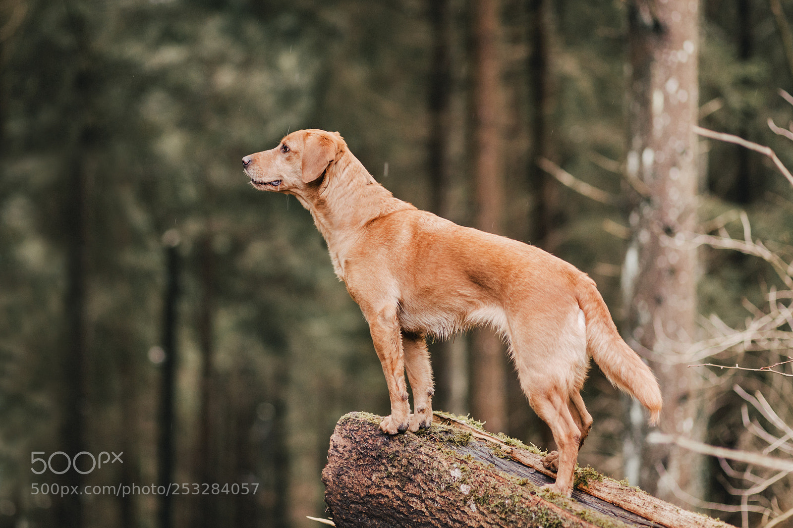 Canon EOS 5D Mark IV sample photo. Ginger in the woods photography