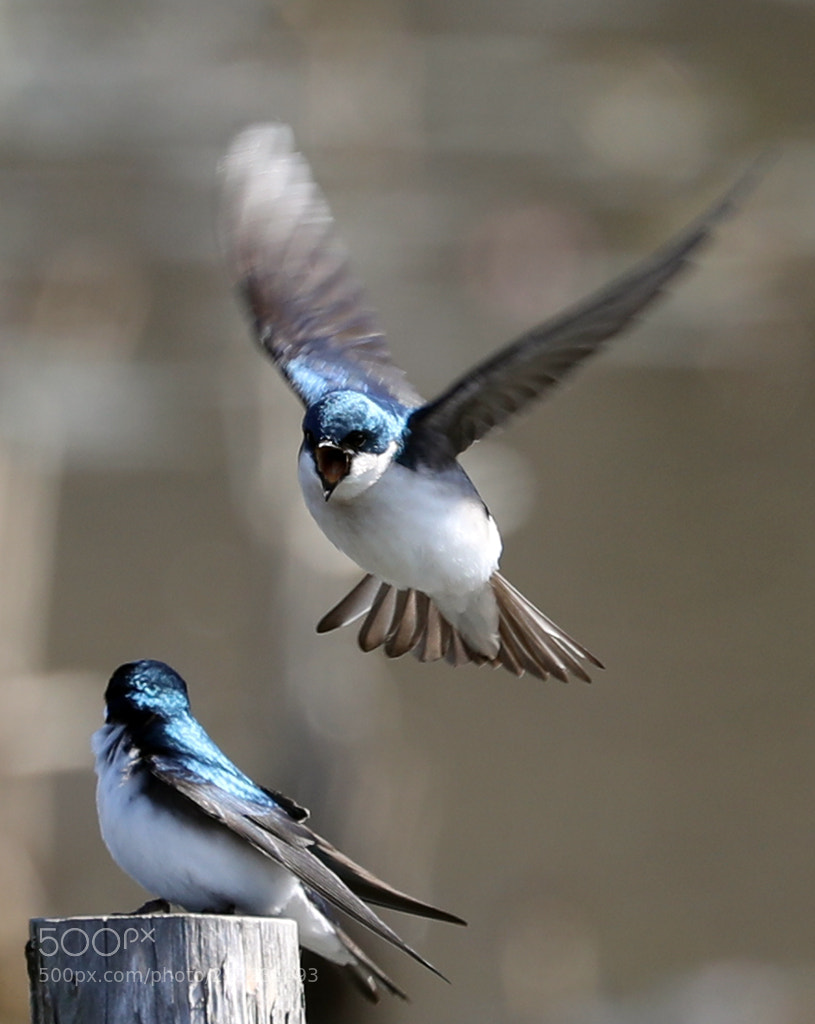 Canon EOS 5D Mark IV sample photo. Tree swallow wars photography