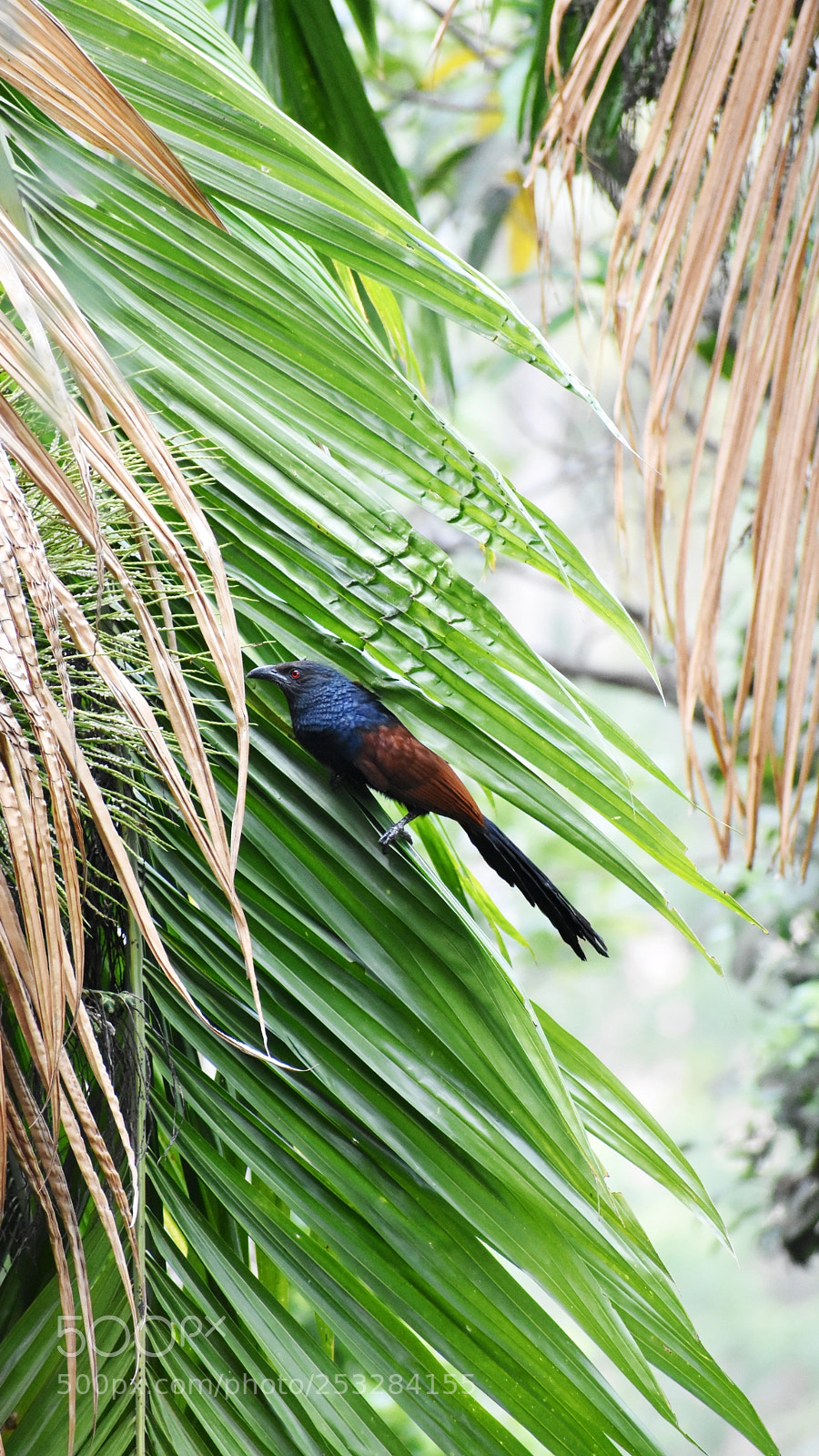 Nikon D3400 sample photo. Greater coucal photography